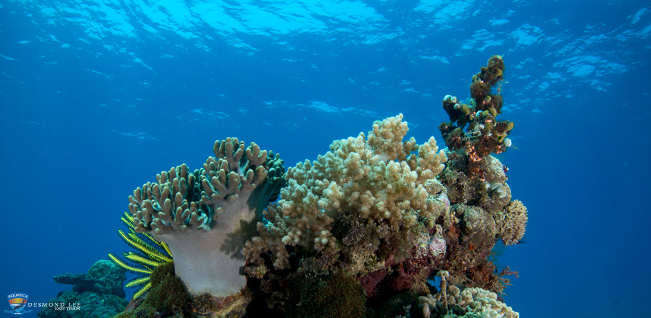 diving & Snorkelling