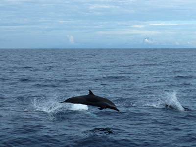 dolphin