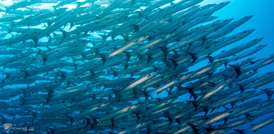 diving & Snorkelling