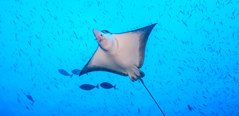 diving & Snorkelling